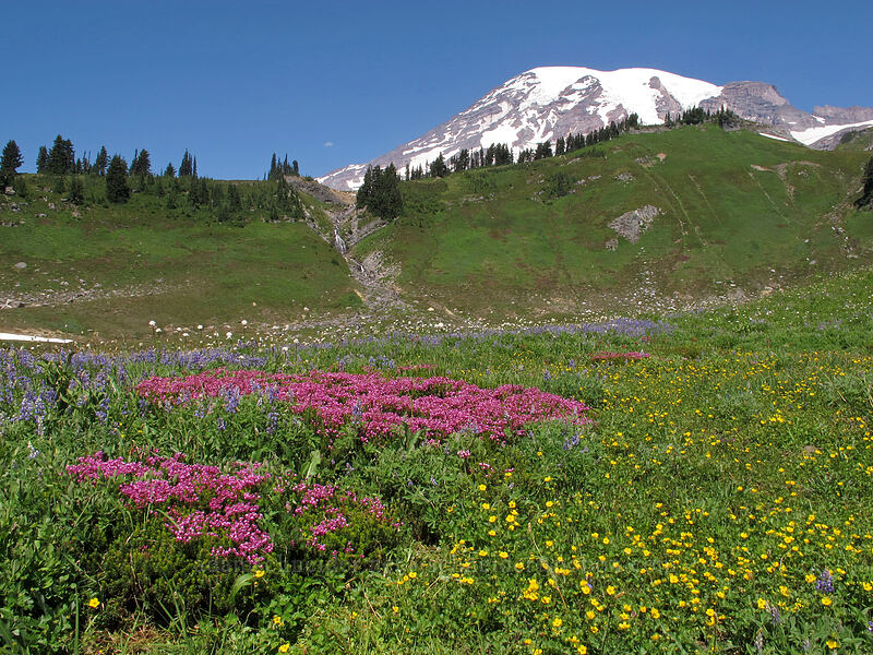 Mt. Rainier & wildflowers [Golden Gate Trail, Mount Rainier National Park, Pierce County, Washington]