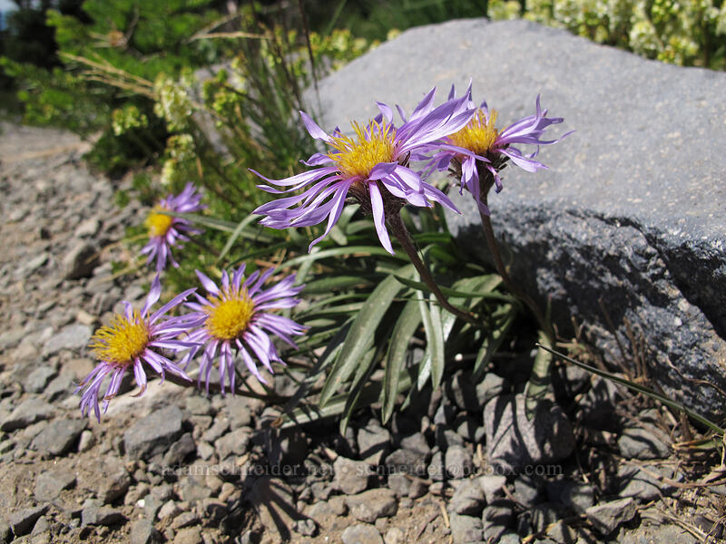 tundra asters (Oreostemma alpigenum var. alpigenum (Aster alpigenus)) [Skyline Trail, Mount Rainier National Park, Pierce County, Washington]