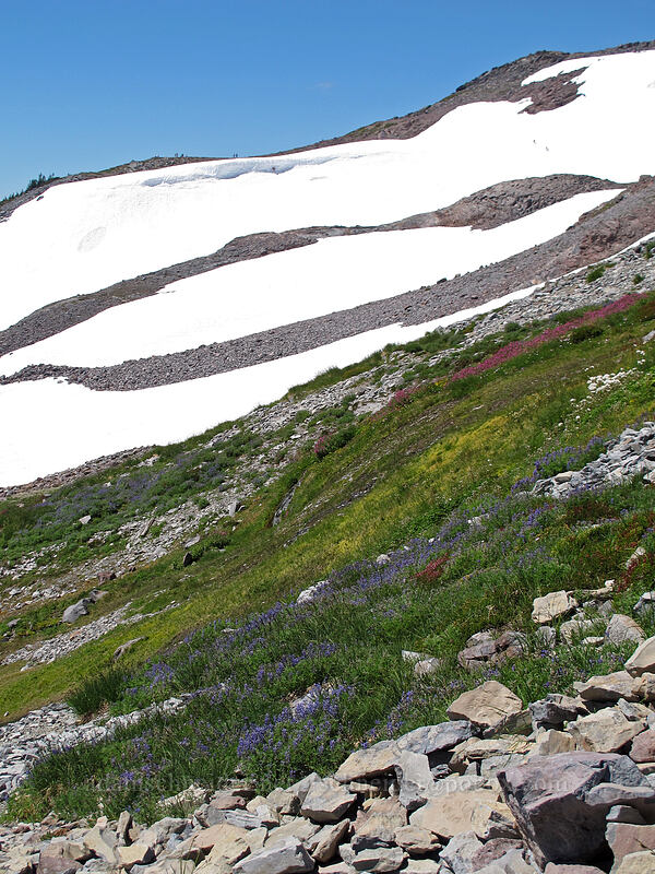 alpine wildflowers [Skyline Trail, Mount Rainier National Park, Pierce County, Washington]