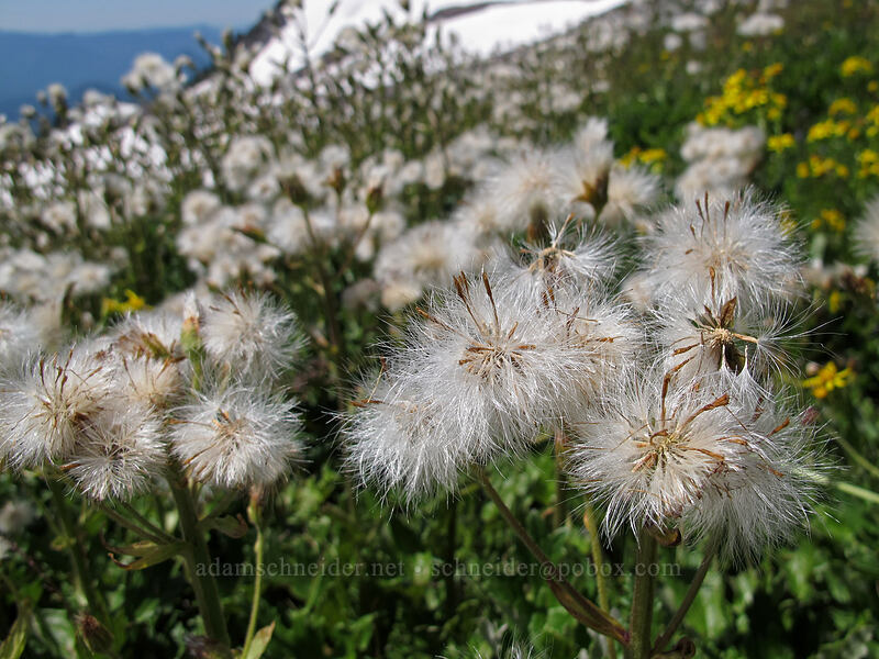 Arctic sweet coltsfoot seeds (Petasites frigidus var. frigidus) [Skyline Trail, Mount Rainier National Park, Pierce County, Washington]