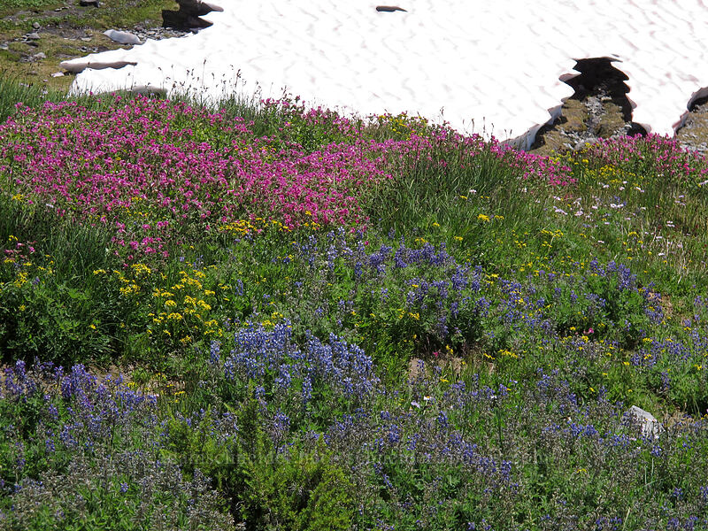 wildflowers (Lupinus sp., Erythranthe lewisii (Mimulus lewisii), Senecio triangularis) [Skyline Trail, Mount Rainier National Park, Pierce County, Washington]