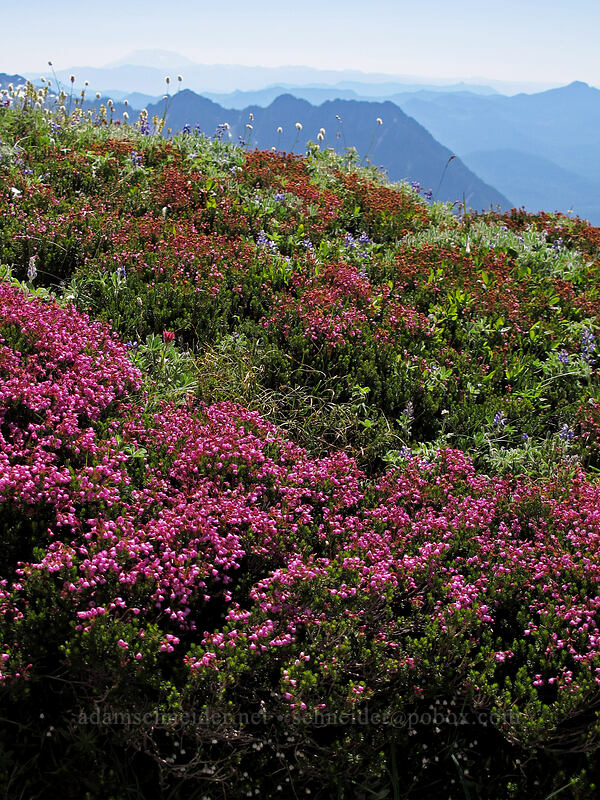 pink mountain heather (Phyllodoce empetriformis) [Skyline Trail, Mount Rainier National Park, Pierce County, Washington]