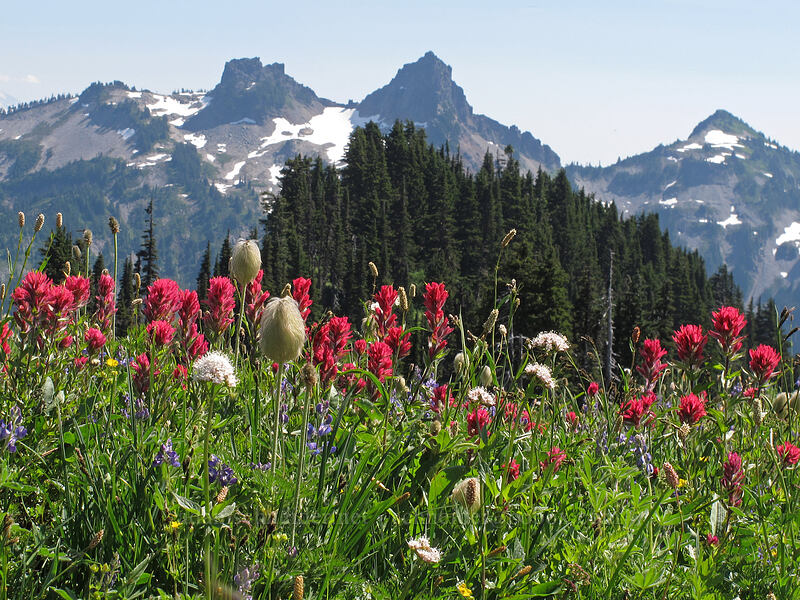 wildflowers & Tatoosh peaks [Deadhorse Creek Trail, Mount Rainier National Park, Pierce County, Washington]