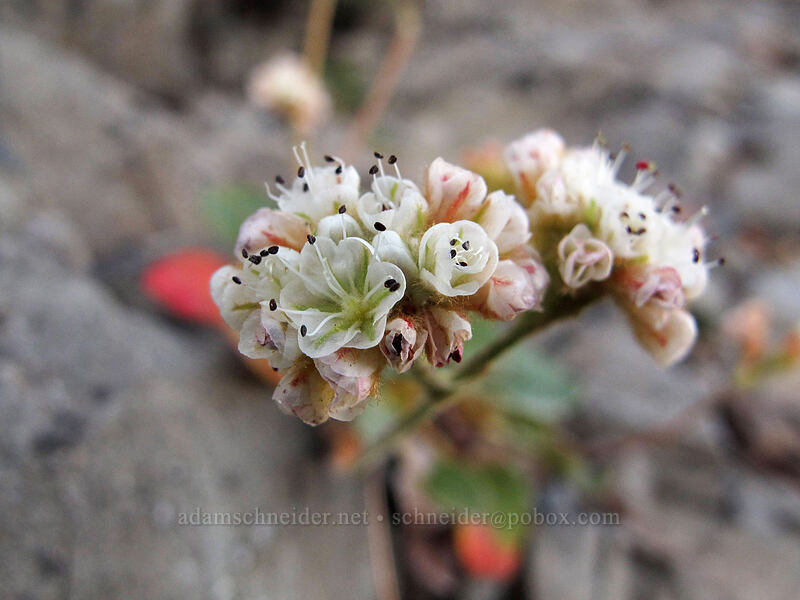 alpine buckwheat (Eriogonum pyrolifolium var. coryphaeum) [Pinnacle Peak, Mount Rainier National Park, Lewis County, Washington]