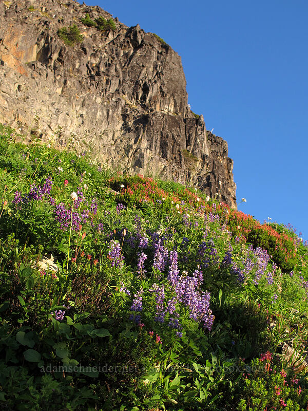 wildflowers [Pinnacle Peak Trail, Mount Rainier National Park, Lewis County, Washington]