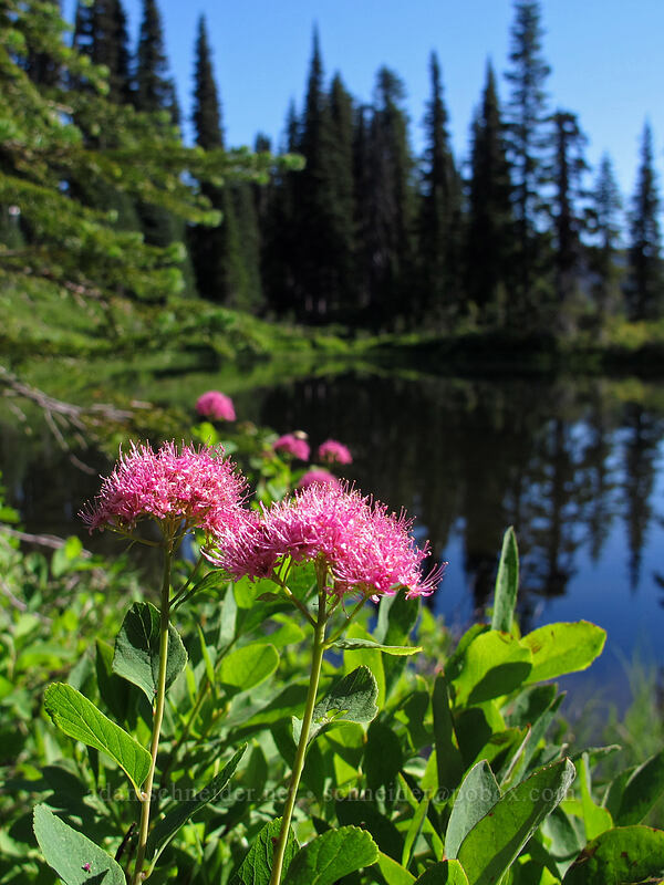 subalpine spirea (Spiraea splendens (Spiraea densiflora)) [Lakes Trail, Mount Rainier National Park, Lewis County, Washington]