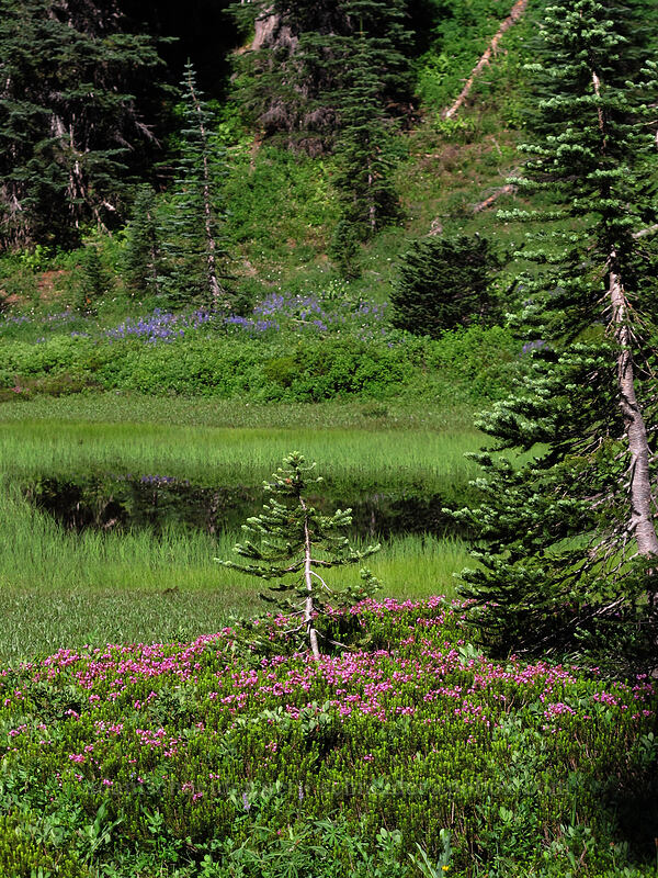 heather and a seasonal pond (Phyllodoce empetriformis) [Mazama Ridge, Mount Rainier National Park, Lewis County, Washington]