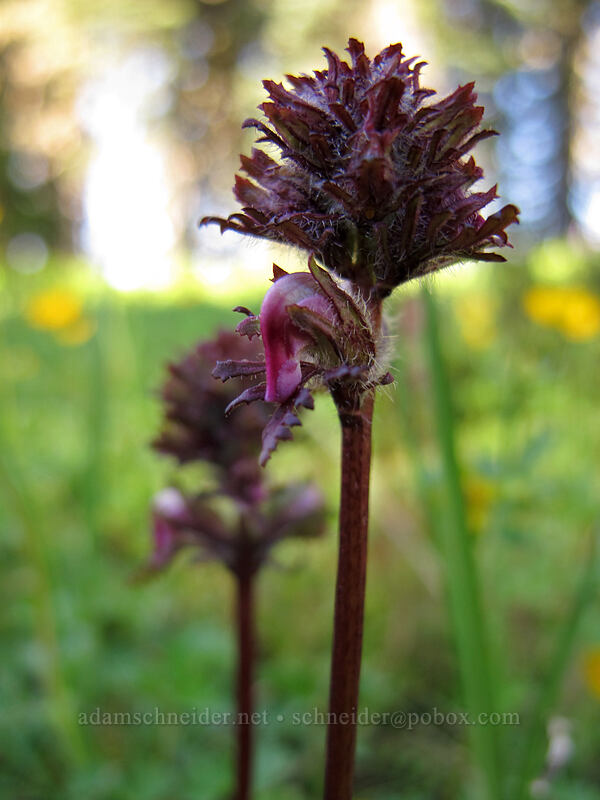 bird's-beak lousewort (Pedicularis ornithorhynchos (Pedicularis ornithorhyncha)) [Mazama Ridge, Mount Rainier National Park, Lewis County, Washington]