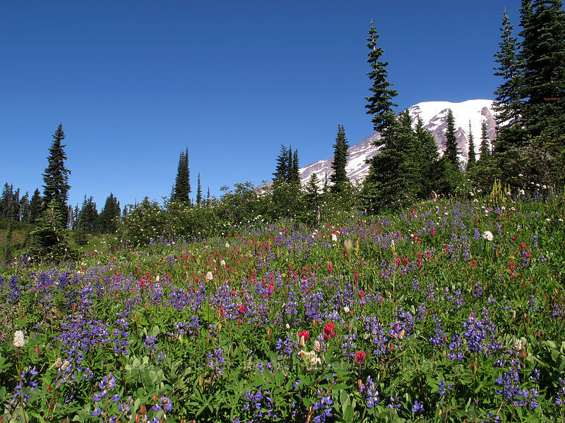 Mt. Rainier & wildflowers [Mazama Ridge, Mount Rainier National Park, Pierce County, Washington]