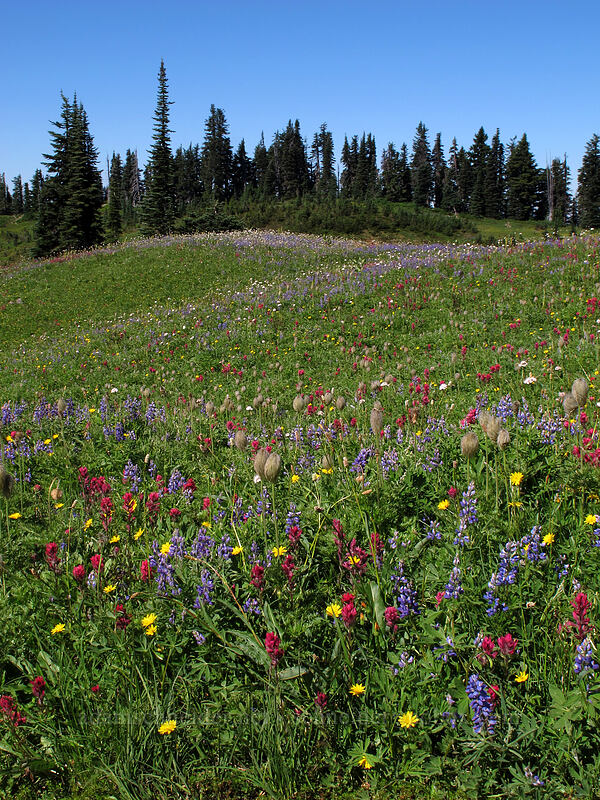 wildflower fields [Mazama Ridge, Mount Rainier National Park, Pierce County, Washington]