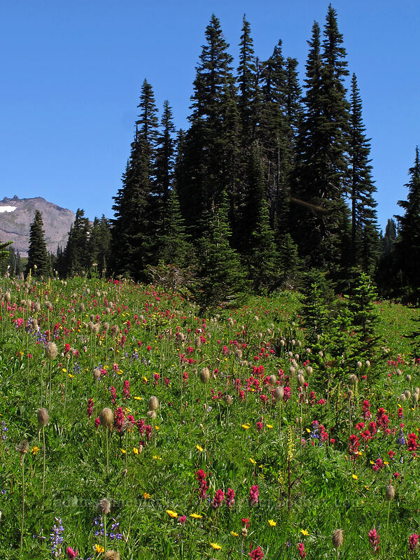 wildflower fields [Mazama Ridge, Mount Rainier National Park, Pierce County, Washington]