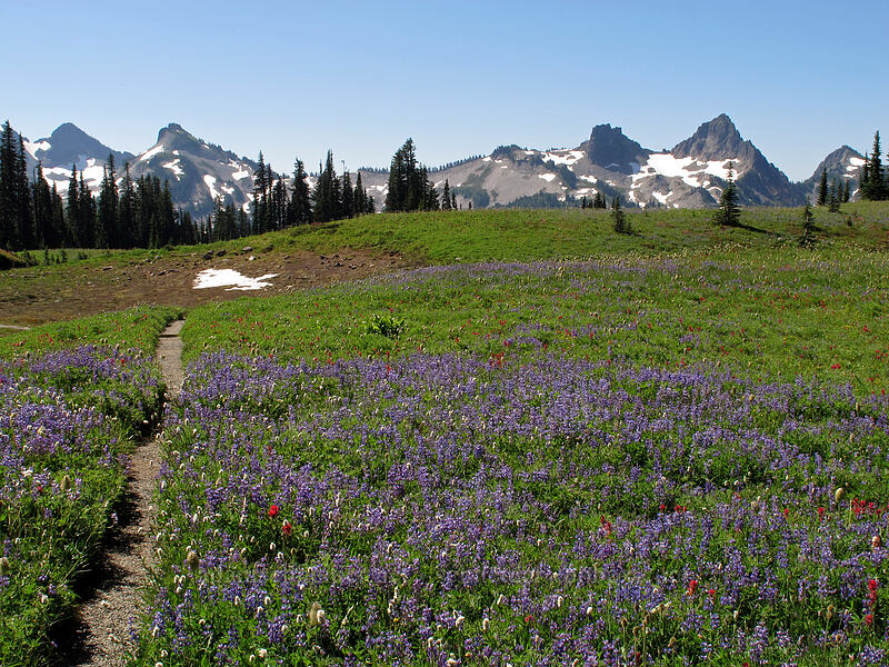Tatoosh Range & wildflowers [Mazama Ridge, Mount Rainier National Park, Pierce County, Washington]