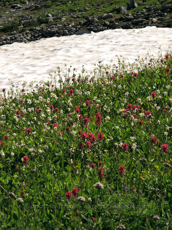 snowfield & wildflowers (Castilleja parviflora var. oreopola, Erythronium montanum) [Skyline Trail, Mount Rainier National Park, Pierce County, Washington]