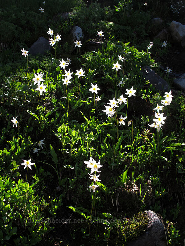 avalanche lilies (Erythronium montanum) [Skyline Trail, Mount Rainier National Park, Pierce County, Washington]