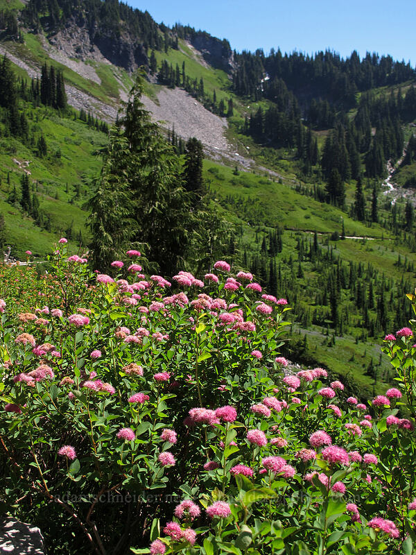 subalpine spirea (Spiraea splendens (Spiraea densiflora)) [Skyline Trail, Mount Rainier National Park, Pierce County, Washington]