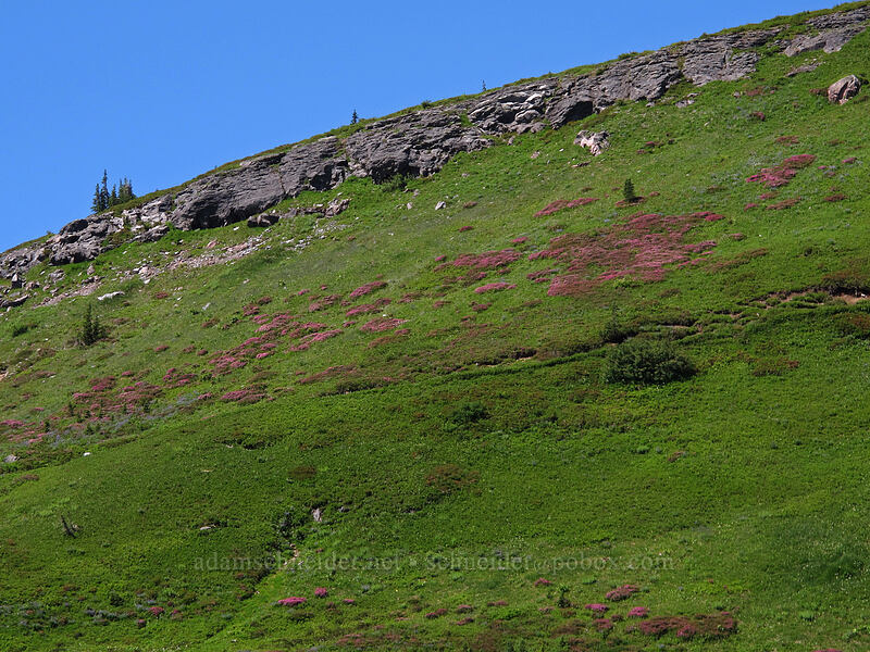 patches of heather on the hillside [Golden Gate Trail, Mount Rainier National Park, Pierce County, Washington]