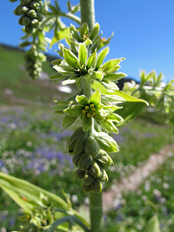 corn lily flowers (Veratrum viride var. eschscholzianum (Veratrum eschscholtzianum)) [Golden Gate Trail, Mount Rainier National Park, Pierce County, Washington]