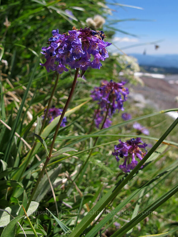 small-flowered penstemon (Penstemon procerus) [Skyline Trail, Mount Rainier National Park, Pierce County, Washington]