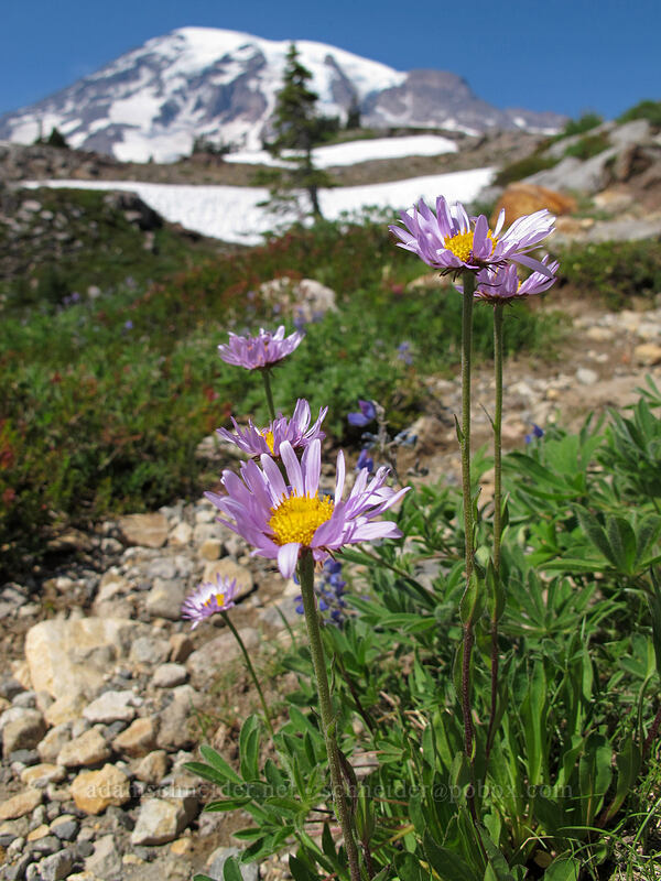 subalpine daisy/fleabane (Erigeron glacialis var. glacialis) [Skyline Trail, Mount Rainier National Park, Pierce County, Washington]