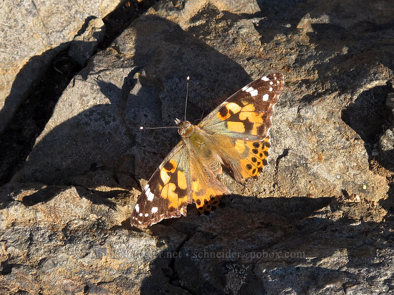 painted lady butterfly (Vanessa cardui) [Pinnacle Peak summit, Mount Rainier National Park, Lewis County, Washington]