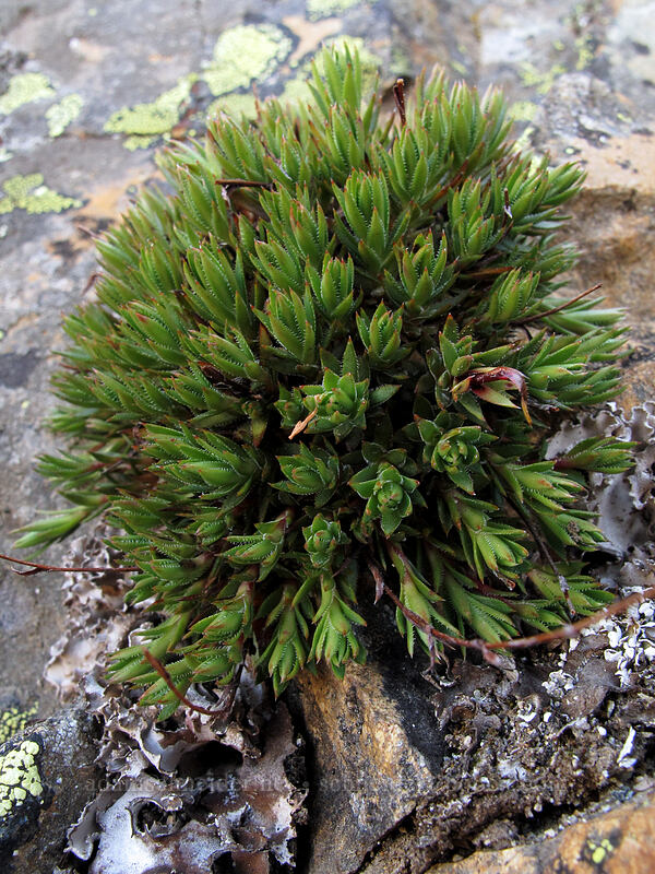 leaves of spotted saxifrage (Saxifraga bronchialis ssp. austromontana (Saxifraga austromontana)) [Pinnacle Peak summit, Mount Rainier National Park, Lewis County, Washington]