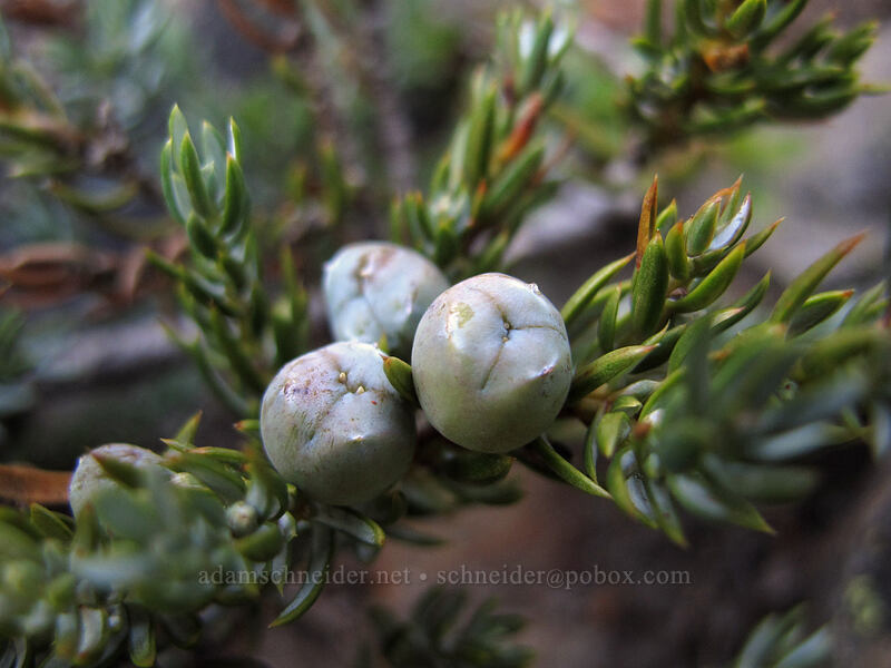 juniper berries (Juniperus communis) [Pinnacle Peak, Mount Rainier National Park, Lewis County, Washington]
