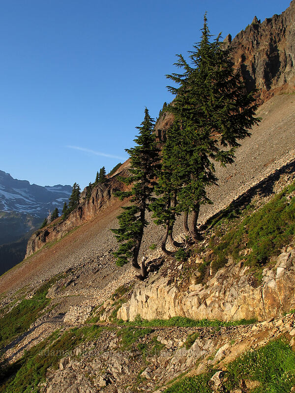 hemlock trees on a creeping slope (Tsuga mertensiana) [Pinnacle Peak Trail, Mount Rainier National Park, Lewis County, Washington]