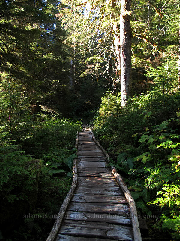boardwalk [Weden Creek Trail, Mt. Baker-Snoqualmie National Forest, Snohomish County, Washington]
