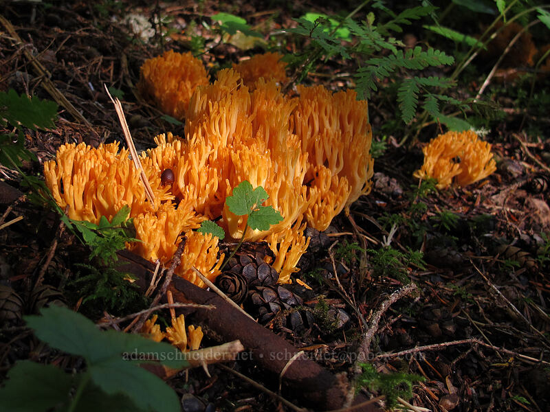 coral fungus (Ramaria sp.) [Weden Creek Trail, Mt. Baker-Snoqualmie National Forest, Snohomish County, Washington]