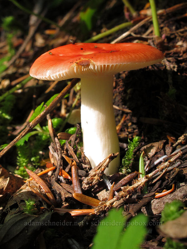 russula mushroom (Russula sp.) [Weden Creek Trail, Mt. Baker-Snoqualmie National Forest, Snohomish County, Washington]