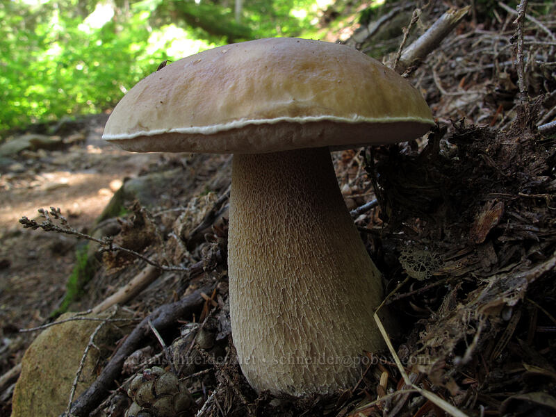porcino mushroom (Boletus edulis) [Weden Creek Trail, Mt. Baker-Snoqualmie National Forest, Snohomish County, Washington]