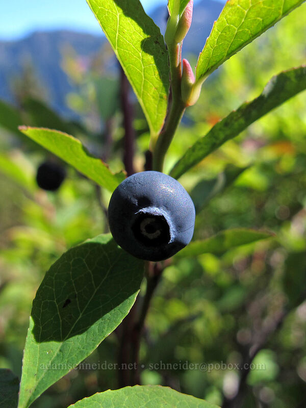 Cascades blueberry (Vaccinium deliciosum) [Weden Creek Trail, Morning Star NRCA, Snohomish County, Washington]