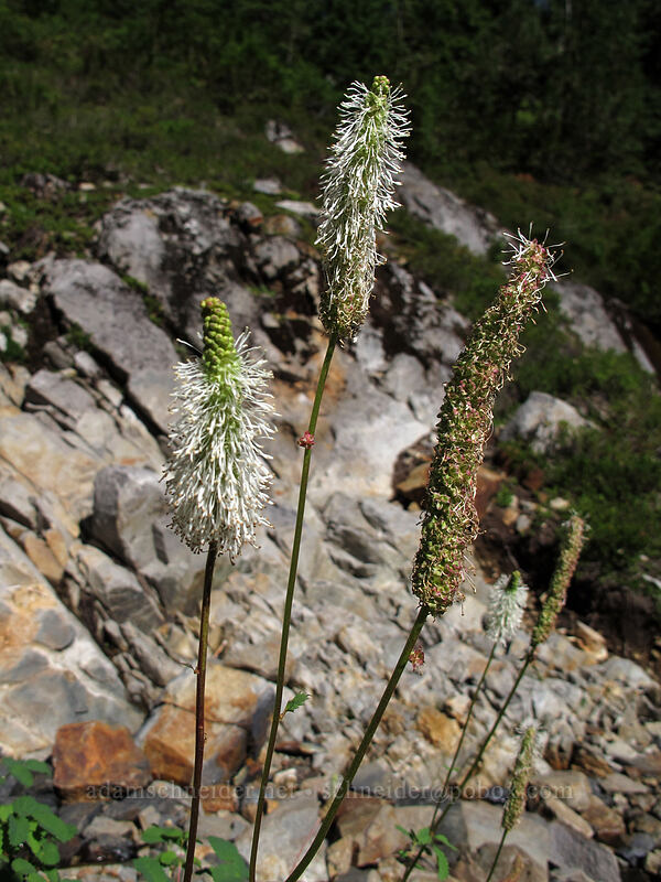 Sitka burnet (Sanguisorba stipulata (Sanguisorba sitchensis)) [Weden Creek Trail, Morning Star NRCA, Snohomish County, Washington]