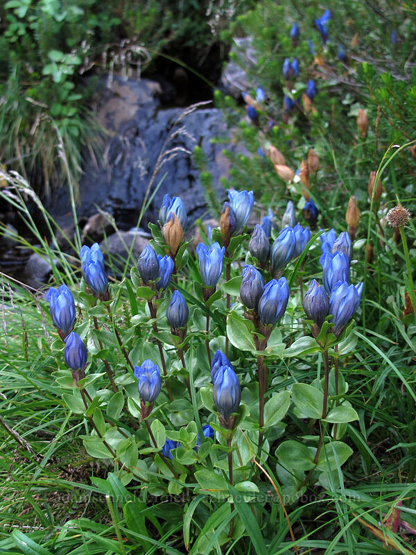 explorer's gentian (Gentiana calycosa) [Weden Creek Trail, Morning Star NRCA, Snohomish County, Washington]