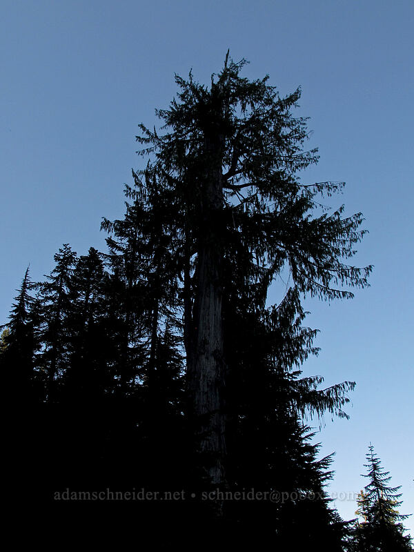 Nootka cypress (yellow-cedar) (Callitropsis nootkatensis (Cupressus nootkatensis), Chamaecyparis nootkatensis (Xanthocyparis nootkatensis)) [Weden Creek Trail, Morning Star NRCA, Snohomish County, Washington]