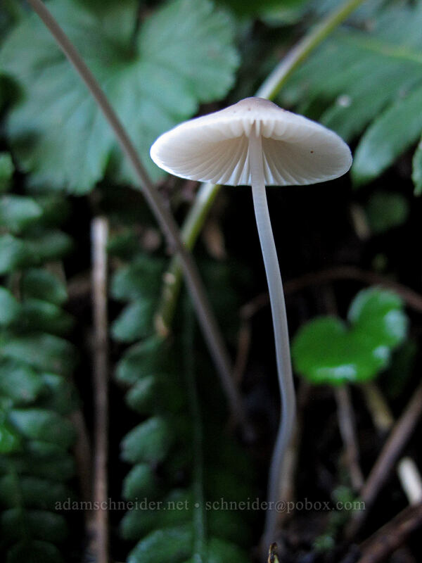 mushroom [Weden Creek Trail, Morning Star NRCA, Snohomish County, Washington]