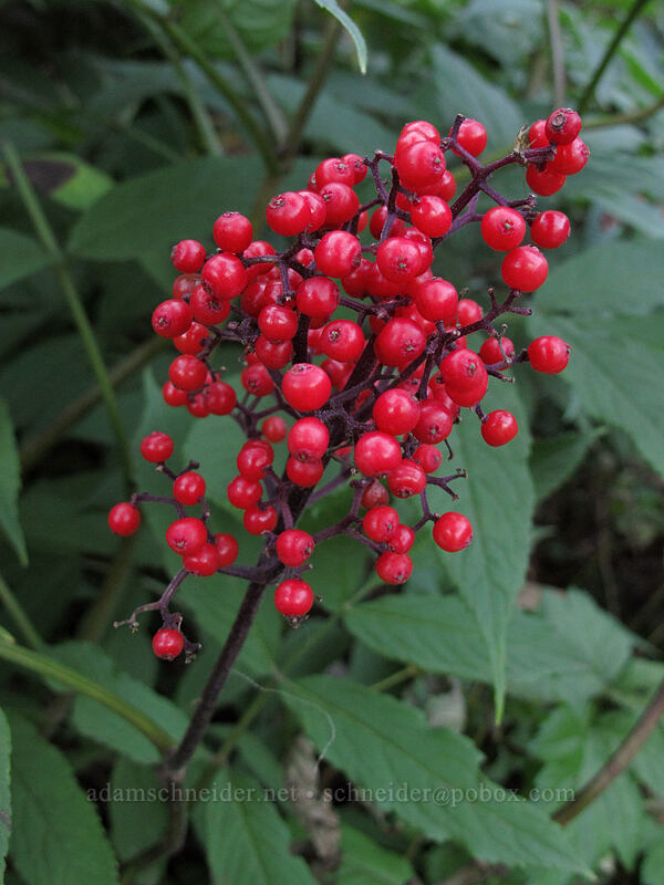 red elderberries (Sambucus racemosa) [Weden Creek Trail, Morning Star NRCA, Snohomish County, Washington]