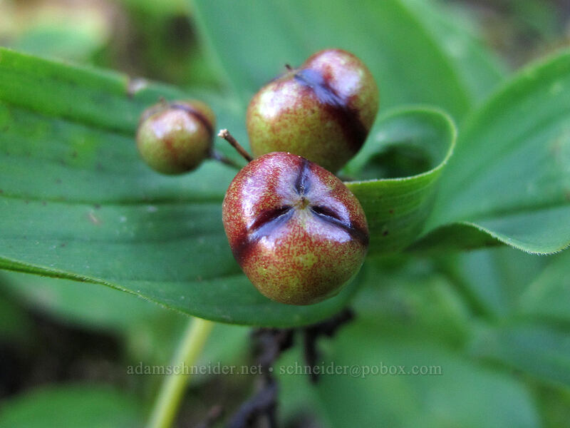 starry false solomon's-seal berries (Maianthemum stellatum (Smilacina stellata)) [Weden Creek Trail, Morning Star NRCA, Snohomish County, Washington]
