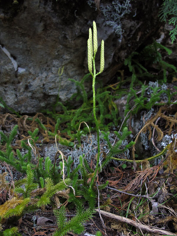 club-moss (Lycopodium clavatum) [Weden Creek Trail, Morning Star NRCA, Snohomish County, Washington]