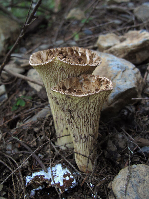 gomphus mushrooms (Gomphus sp.) [Weden Creek Trail, Mt. Baker-Snoqualmie National Forest, Snohomish County, Washington]