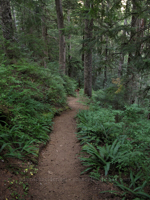 the trail [Weden Creek Trail, Mt. Baker-Snoqualmie National Forest, Snohomish County, Washington]