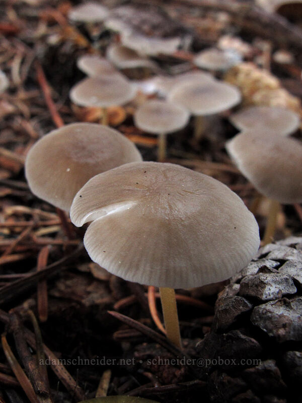 mushrooms [Cultus Creek Campground, Gifford Pinchot National Forest, Skamania County, Washington]