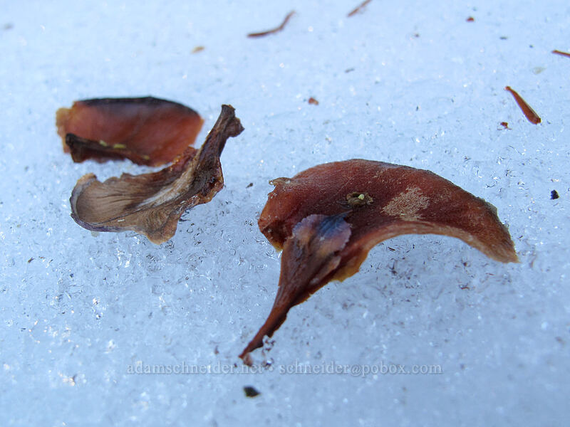 fir seeds on snow [Cultus Creek Trail, Indian Heaven Wilderness, Skamania County, Washington]