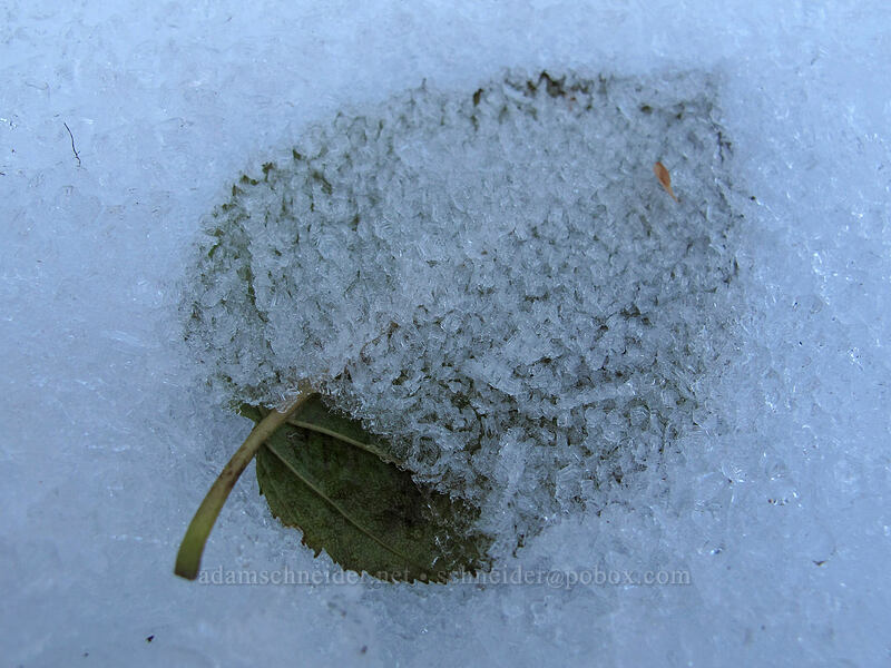 icy leaf [Bird Mountain, Indian Heaven Wilderness, Skamania County, Washington]