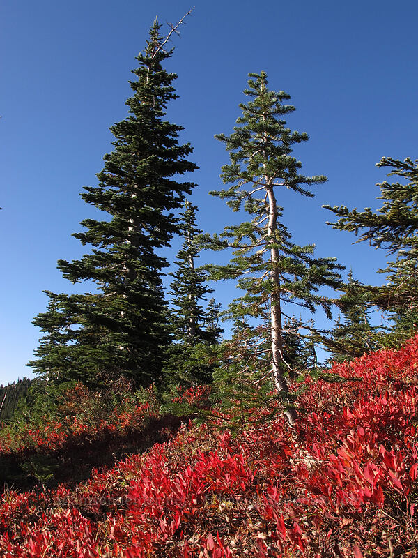bright red huckleberry leaves (Vaccinium sp.) [Bird Mountain, Indian Heaven Wilderness, Skamania County, Washington]
