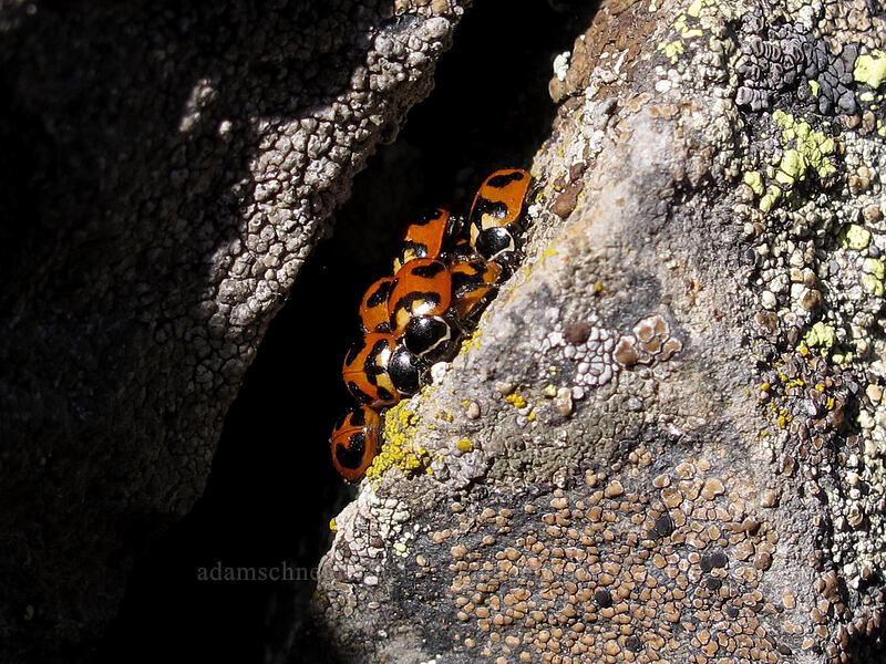 ladybugs [Bird Mountain summit, Indian Heaven Wilderness, Skamania County, Washington]