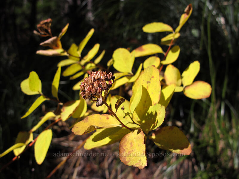 spirea leaves & seeds (Spiraea sp.) [Indian Heaven Trail, Indian Heaven Wilderness, Skamania County, Washington]
