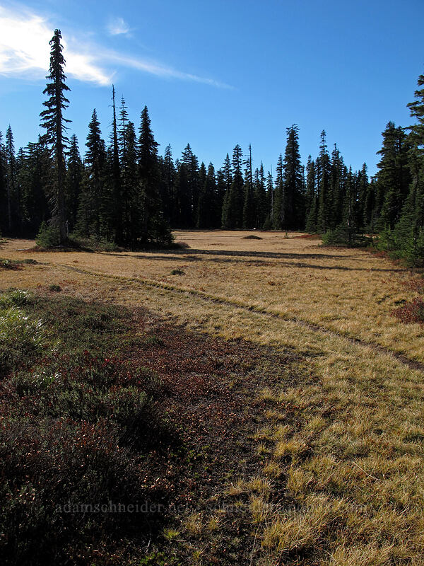 long meadow [Indian Heaven Trail, Indian Heaven Wilderness, Skamania County, Washington]