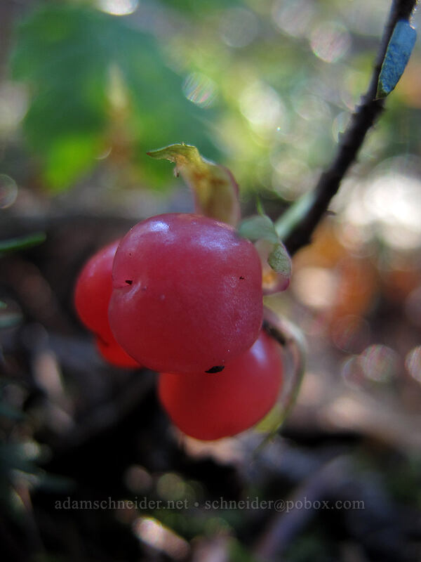 bramble berry (Rubus sp.) [Indian Heaven Trail, Indian Heaven Wilderness, Skamania County, Washington]