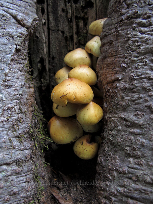 mushrooms [Cultus Creek Trail, Indian Heaven Wilderness, Skamania County, Washington]